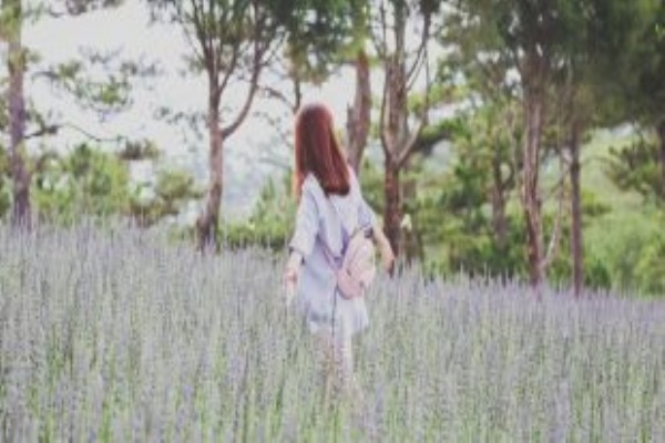 Xuất hiện cánh đồng hoa Lavender Đà Lạt đẹp mê hồn khiến giới trẻ liêu xiêu