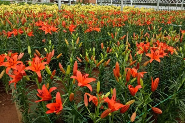 Ngắm ngàn hoa đua sắc tại làng hoa Vạn Thành nổi tiếng ở Đà Lạt